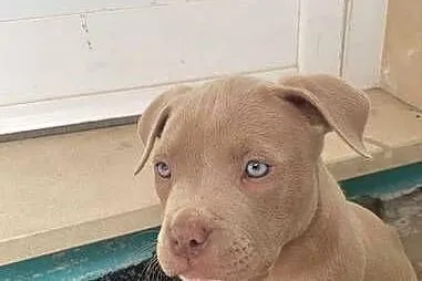 Piekne Amstaffy, Lubelskie, Lublin