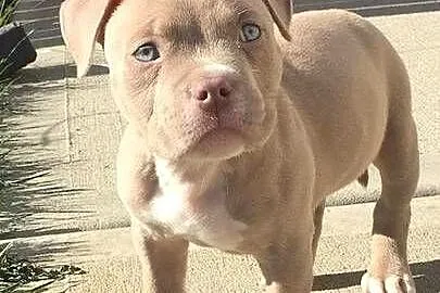 Piekne Amstaffy, Lubelskie, Lublin