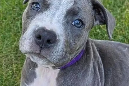 Piekne Amstaffy, Lubelskie, Lublin