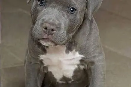 Piekne Amstaffy, Lubelskie, Lublin