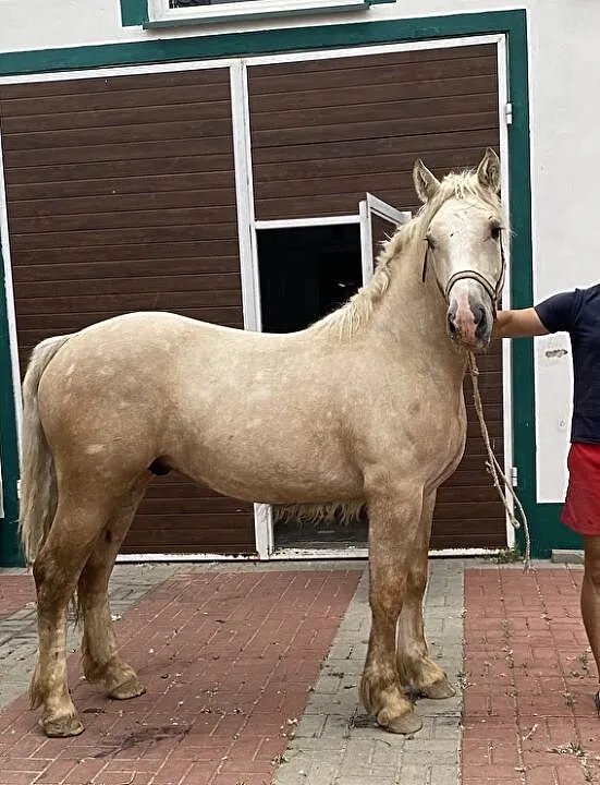 Wałach izabel, ,