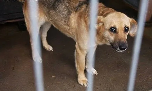Cyna - drobna sunia - do adopcji , łódzkie Łódź