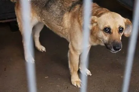 Cyna - drobna sunia - do adopcji ,  łódzkie Łódź