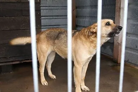 Cyna - drobna sunia - do adopcji ,  łódzkie Łódź