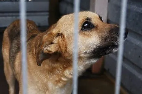 Cyna - drobna sunia - do adopcji ,  łódzkie Łódź