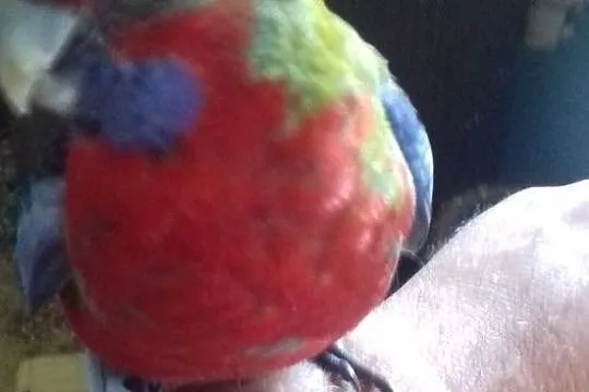 Papugi ręcznie karmione rozella królewska ., , Pruchna