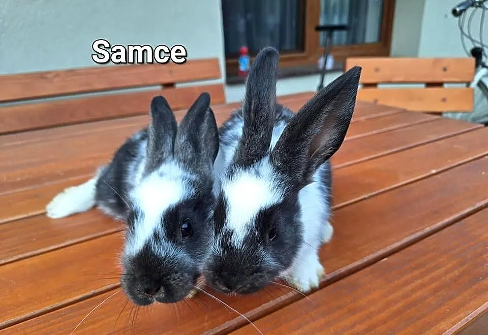 Witam Sprzedam króliki samice i samiczka, Małopolskie, Radlna