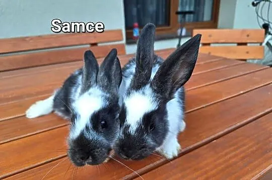 Witam Sprzedam króliki samice i samiczka, Małopolskie, Radlna