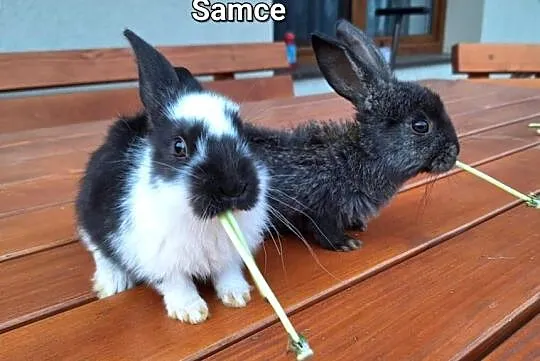 Witam Sprzedam króliki samice i samiczka, Małopolskie, Radlna