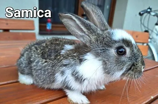 Witam Sprzedam króliki samice i samiczka, Małopolskie, Radlna