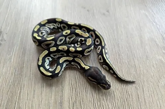 Pyton królewski Mojave poss Fire het Desert Ghost