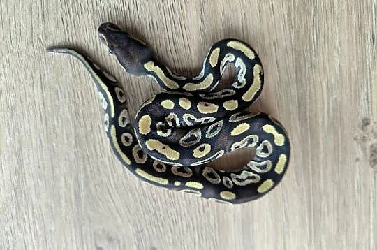 Pyton królewski Mojave poss Fire het Desert Ghost, Mazowieckie, Makowiec