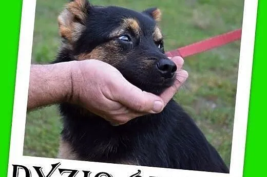Groźba schroniska.Bardzo proszę o dom dla 8 kg pie