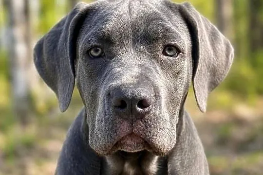 Piękna Suczka BANDOG po unikalnym imporcie (rodowód) – Gotowa do domu