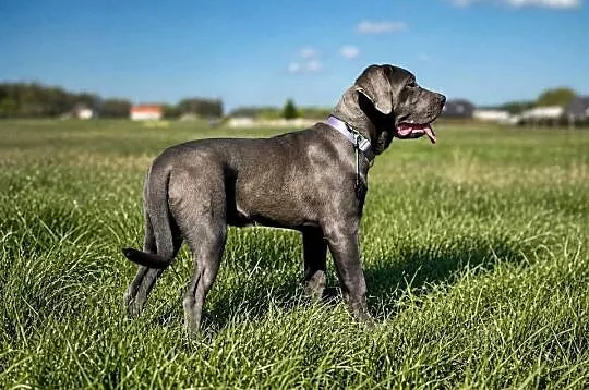 Piękna Suczka BANDOG po unikalnym imporcie (rodowód) – Gotowa do domu, Opolskie, Opole