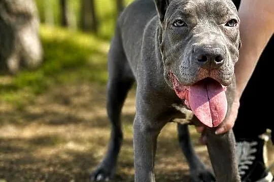 Piękna Suczka BANDOG po unikalnym imporcie (rodowód) – Gotowa do domu, Opolskie, Opole