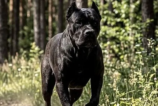 Piękna Suczka BANDOG po unikalnym imporcie (rodowód) – Gotowa do domu, Opolskie, Opole