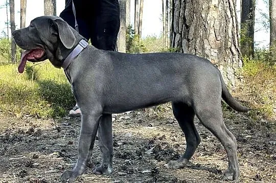 Piękna Suczka BANDOG po unikalnym imporcie (rodowód) – Gotowa do domu, Opolskie, Opole