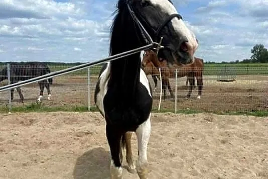 Klacz srokata dwuletnia, Opolskie, Dobrodzień