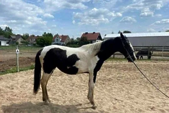 Klacz srokata dwuletnia, Opolskie, Dobrodzień