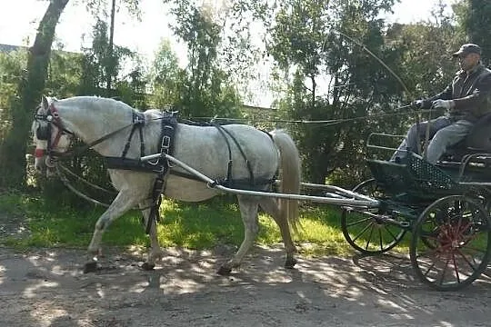 Klacz Pasjonata Polly Anna kuc walijski sekcja.B