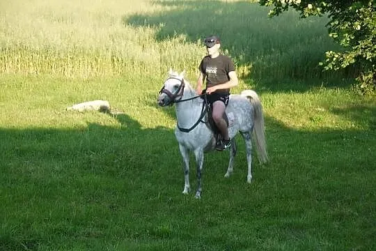 Klacz Pasjonata Polly Anna kuc walijski sekcja.B