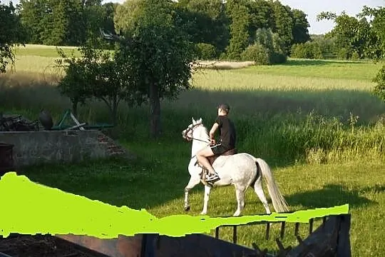 Klacz Pasjonata Polly Anna kuc walijski sekcja.B
