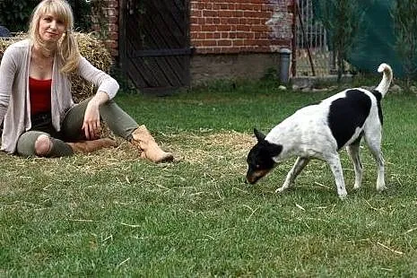 Malinka typ psa myśliwskiego szuka domu!,  Kundelk