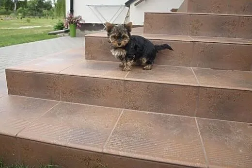 Sprzedam Yorka,  łódzkie Wieluń