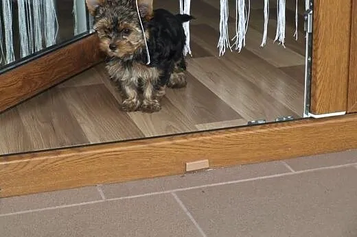 Sprzedam Yorka,  łódzkie Wieluń