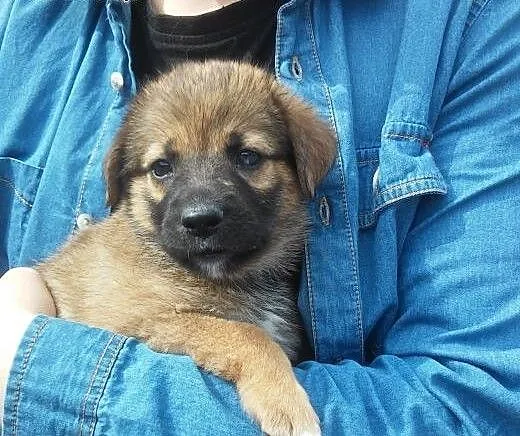 Mam 6 tygodni i szukam wspaniałego domku ... , ma