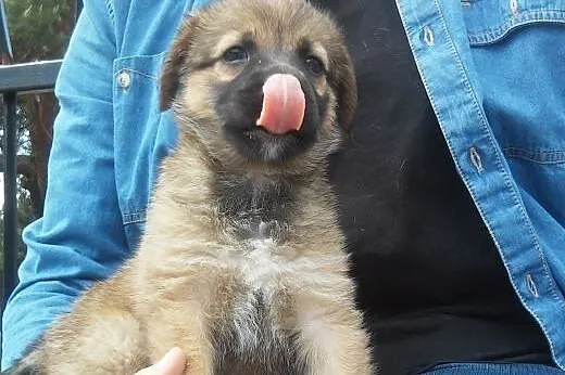 Mam 6 tygodni i szukam wspaniałego domku ... ,  ma