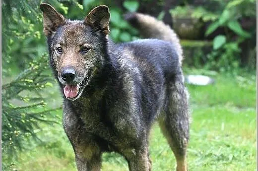 Lester psiak miał do niedawna dom i swoją rodzinę 