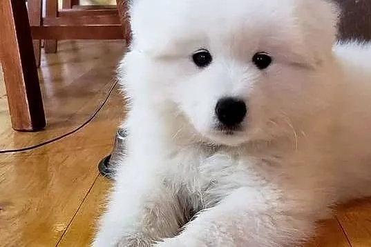 Samoyedy z hodowli, Łódzkie, Łódź