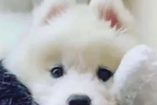 Samoyedy z hodowli, Łódzkie, Łódź