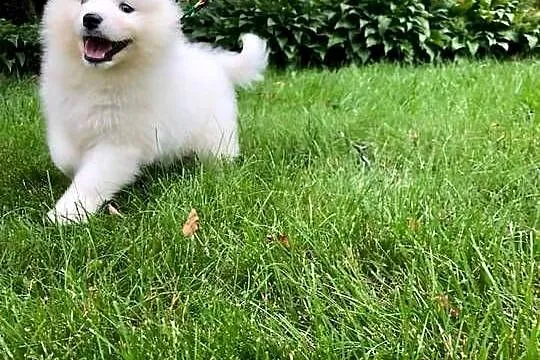 Samoyedy z hodowli, Łódzkie, Łódź