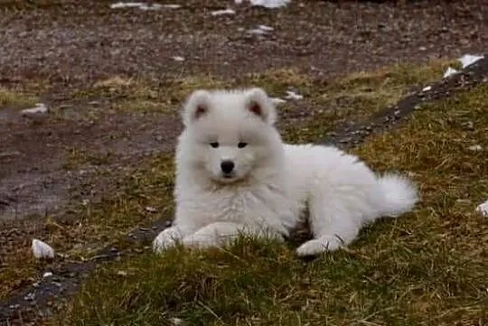 Samoyedy z hodowli, Łódzkie, Łódź