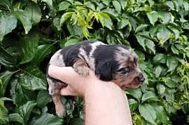 Jamnik blue merle