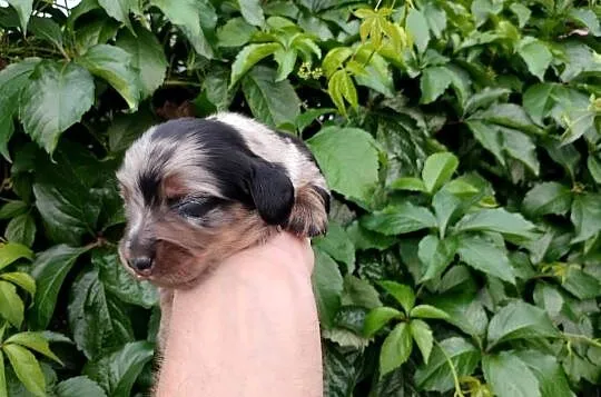 Jamnik blue merle, Łódzkie, Żychlin