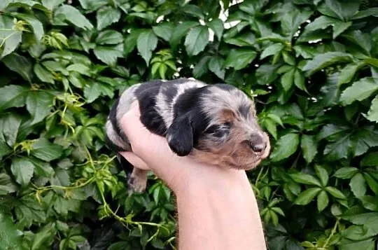 Jamnik blue merle, Łódzkie, Żychlin