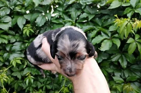 Jamnik blue merle, Łódzkie, Żychlin