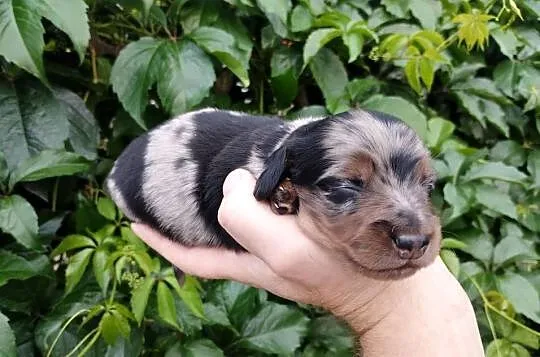Jamnik blue merle, Łódzkie, Żychlin