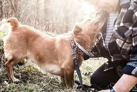 Niewielki Rudzik szuka swojego człowieka,  Kundelk