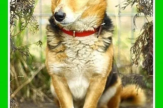 Mały,spokojny,łagodny piesek LIPTUŚ dla domatorów.ADOPCJA,  dolnośląskie Wrocław