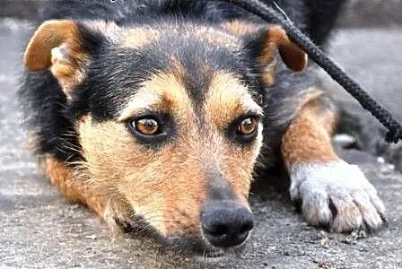 GIDKA-SPOKOJNA,grzeczna, miła, przyjazna sunia- 1,