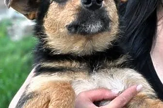 GIDKA-SPOKOJNA,grzeczna, miła, przyjazna sunia- 1,