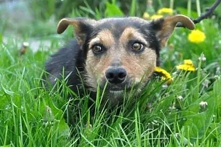GIDKA-SPOKOJNA,grzeczna, miła, przyjazna sunia- 1,