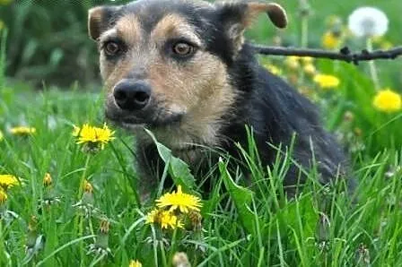 GIDKA-SPOKOJNA,grzeczna, miła, przyjazna sunia- 1,
