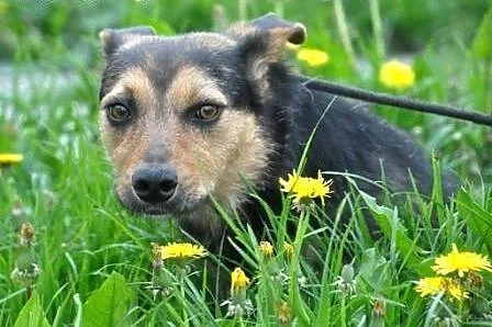 GIDKA-SPOKOJNA,grzeczna, miła, przyjazna sunia- 1,