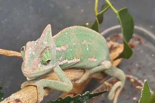 KAMELEON JEMEŃSKI – SAMIEC, 3 MIESIĄCE, 6–8 CM CIAŁA, Dolnośląskie, Wałbrzych